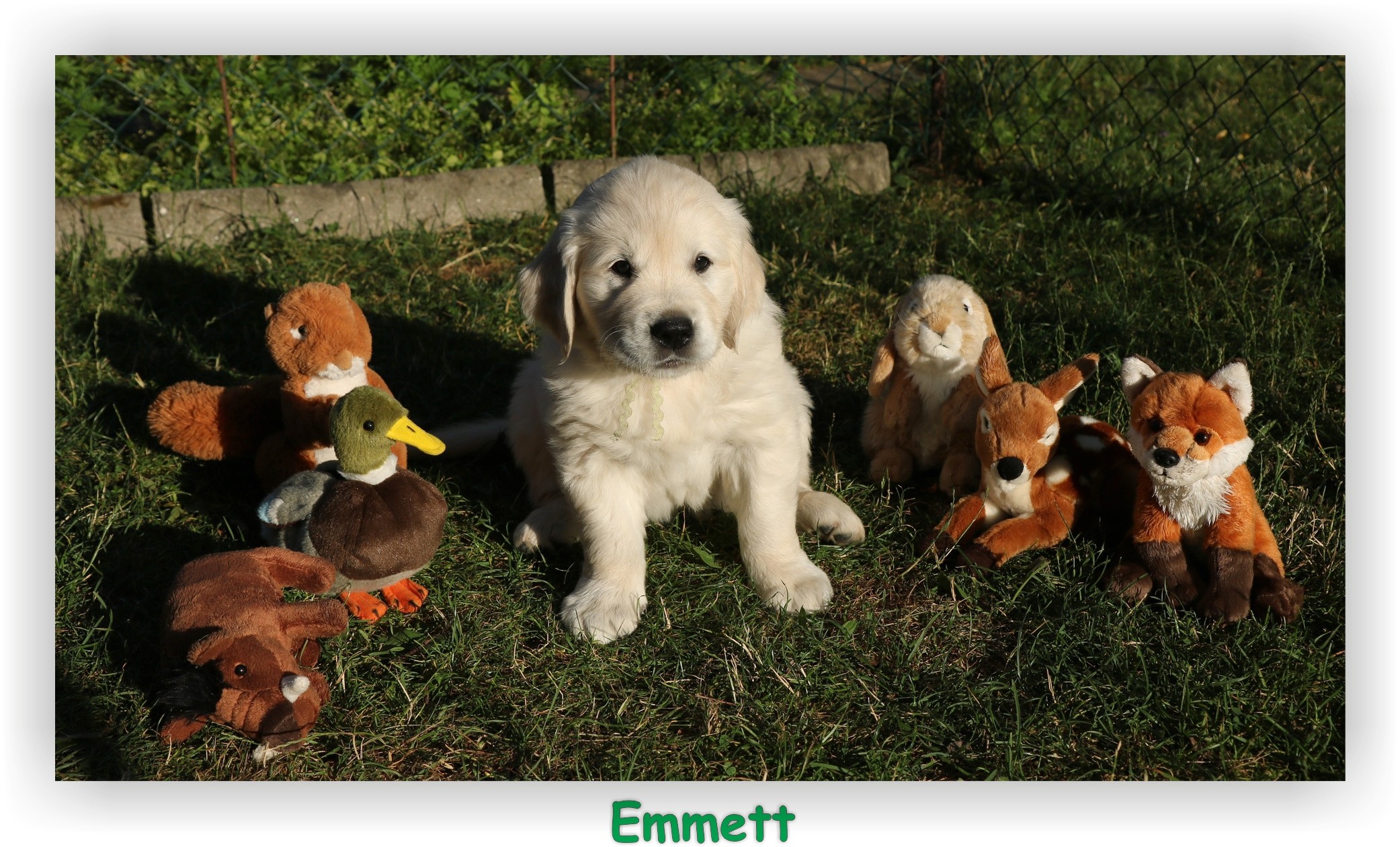 img_7181_emmett.jpg
