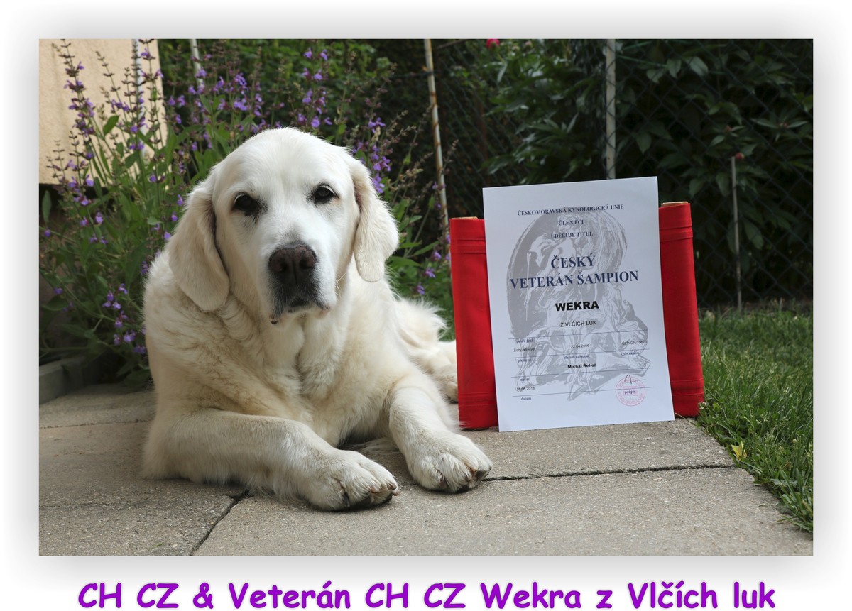 veteran-ch-cz-wekra.jpg