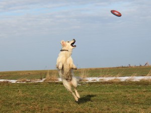 verunka-chyta-frisbee.jpg