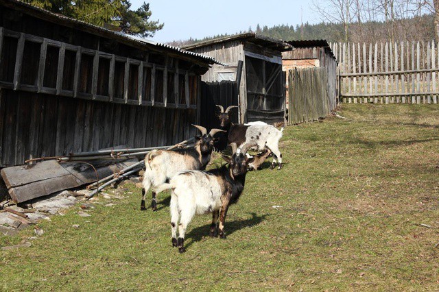51_-_libinske_sedlo-_kozy.jpg